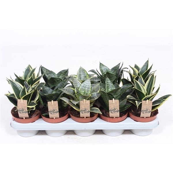 <h4>Sansevieria Hahnii mix</h4>