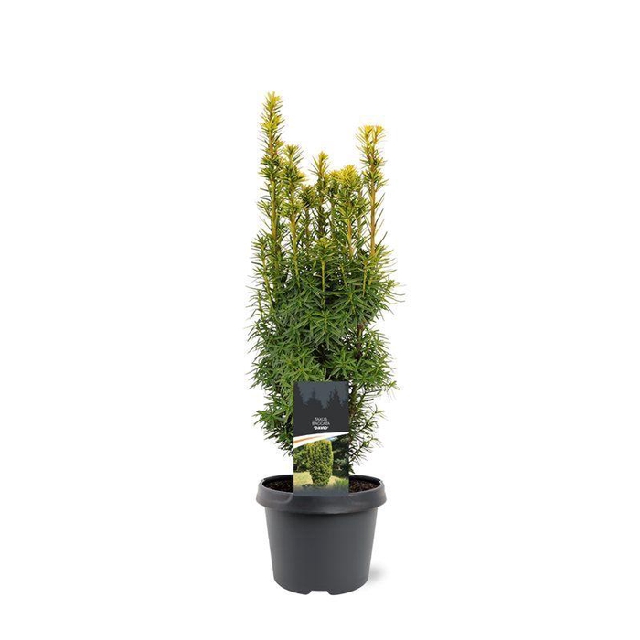 <h4>Taxus baccata 'David'</h4>