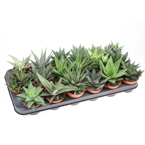 <h4>Aloe haworthia mix</h4>