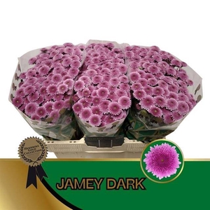Chr San Jamey Dark Hans