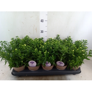 Aster N-B 'Showmakers Snow White'