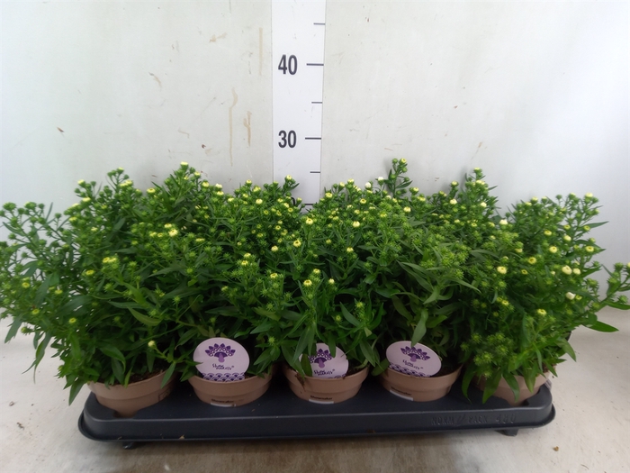 <h4>Aster N-B 'Showmakers Snow White'</h4>