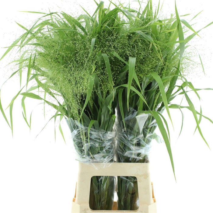 <h4>Panic Vi Fontaine</h4>