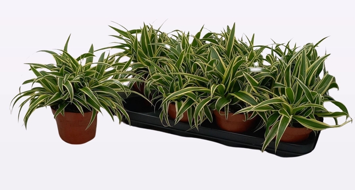 <h4>CHLOR COM VITTATUM</h4>