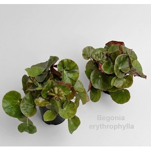 Begonia x erythrophylla Black Jungl