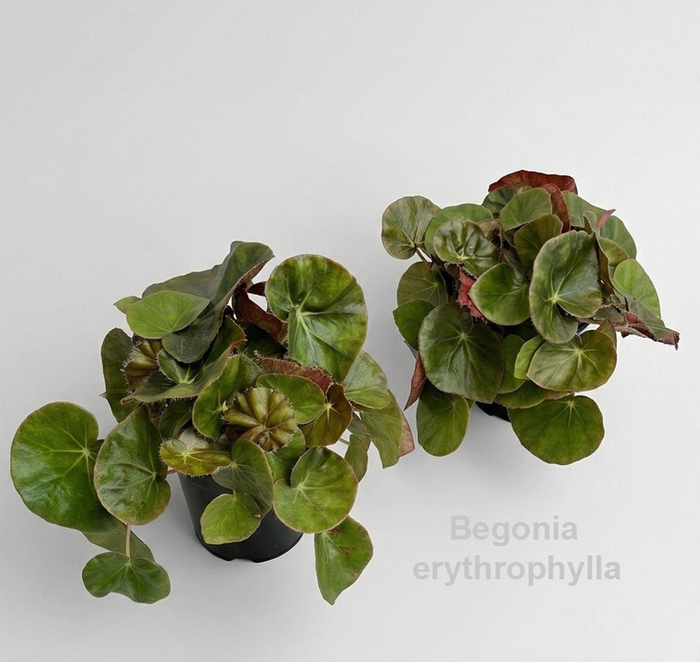 <h4>Begonia x erythrophylla Black Jungl</h4>