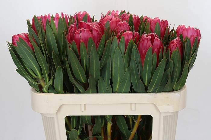 <h4>Protea Brenda</h4>