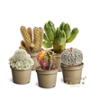 Cactus Special Collection P6