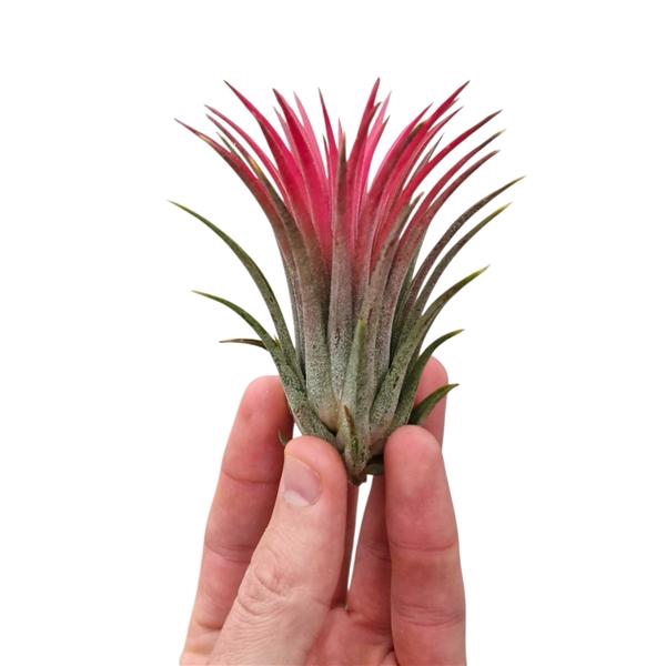 <h4>Tillandsia ionantha rood large</h4>