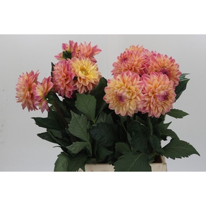 Dahlia Princess Elisabeth