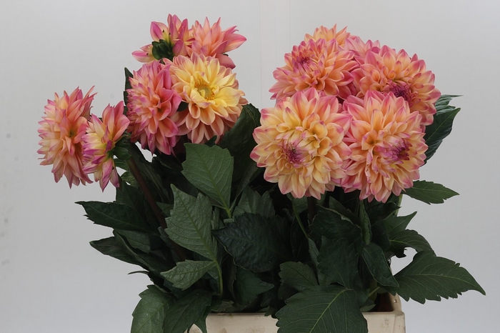 <h4>Dahlia Princess Elisabeth</h4>