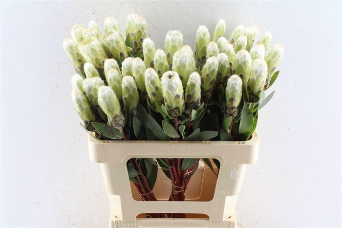 <h4>PROTEA MUNDII</h4>