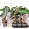 Alocasia