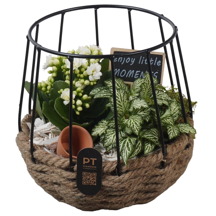 <h4>5268 WIT MAND BLACK REK</h4>