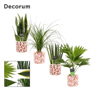 Groenmix 12 cm in Julia (Deco-collection)