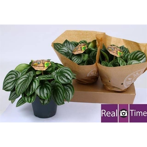 Peperomia argyreia Watermelon 17Ø 28cm