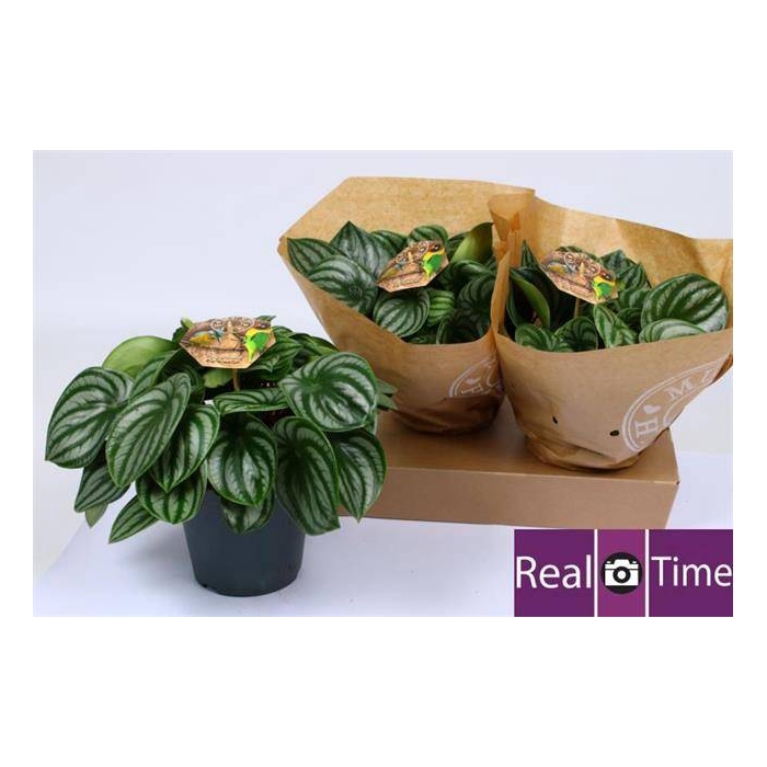 <h4>Peperomia argyreia Watermelon 17Ø 28cm</h4>