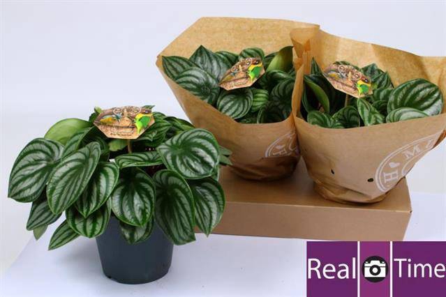 Peperomia argyreia Watermelon 17Ø 28cm