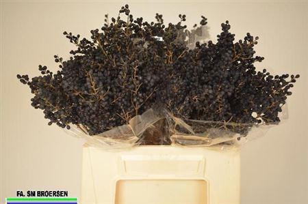 <h4>Liguster Ov Libelle</h4>