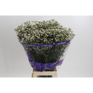 Limonium White Activa