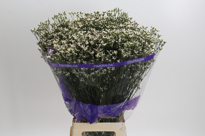 <h4>Limonium White Activa</h4>