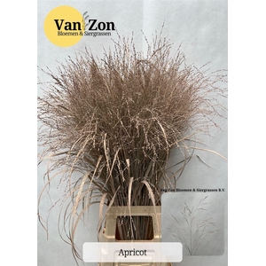 Siergras Panicum Kbh Apricot