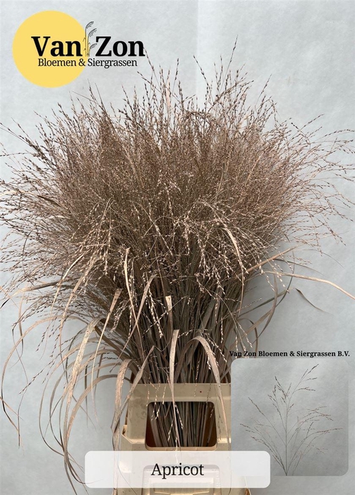 <h4>Siergras Panicum Kbh Apricot</h4>