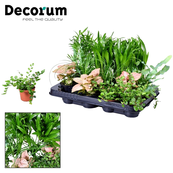 Keen on Green Texas mix 7 cm (Decorum)