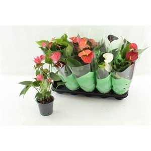 Anthu An Gem 4 Kl 3+