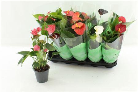 <h4>Anthu An Gem 4 Kl 3+</h4>