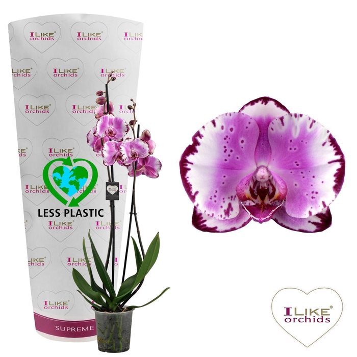 <h4>Phalaenopsis Brother You - 2 tak 60cm (Less Plastic)</h4>