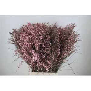 Ginster 400gr Pink P Bunch
