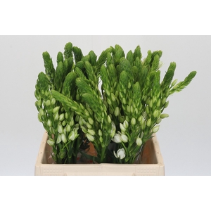 Ornithogalum thyrsoides Milky Way