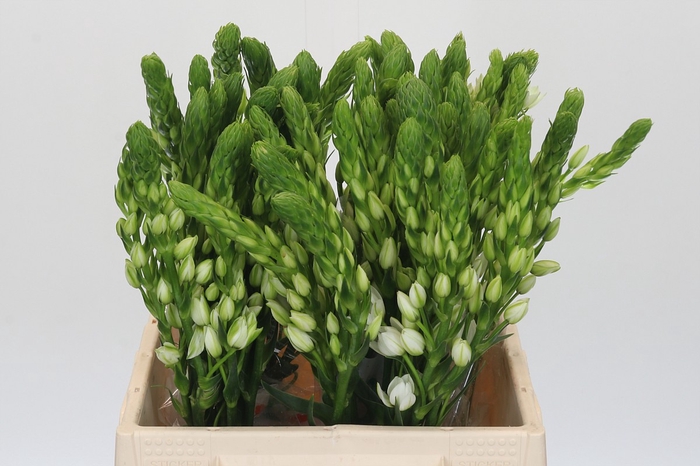 <h4>Ornithogalum thyrsoides Milky Way</h4>
