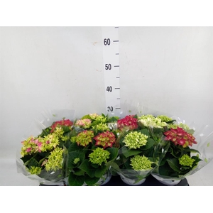 Hydrangea mac.   ...mix
