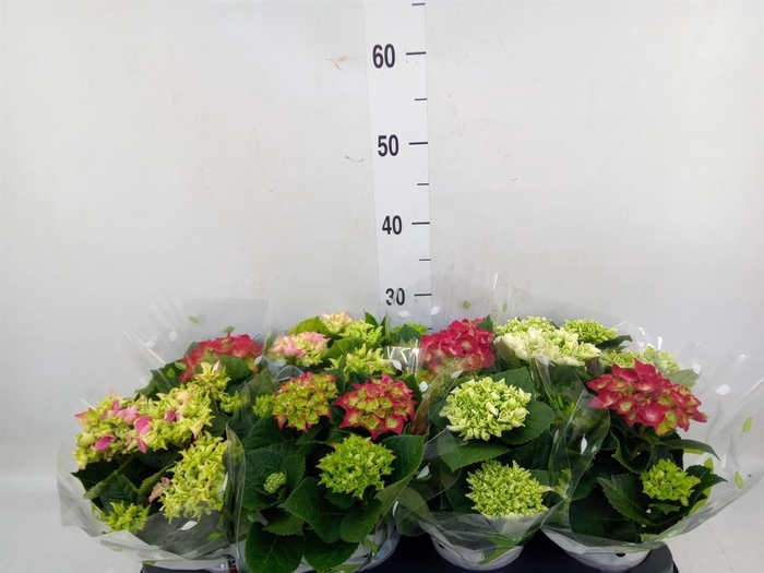 <h4>Hydrangea mac.   ...mix</h4>
