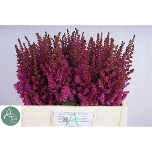 Astilbe Maggie Daley Aert