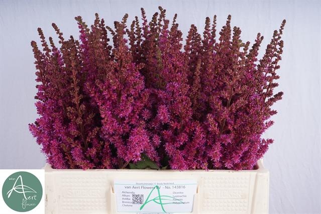 <h4>Astilbe Maggie Daley Aert</h4>