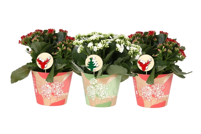 <h4>Kalan Gev Rood & Wit 2kl Smartcup X-mas</h4>