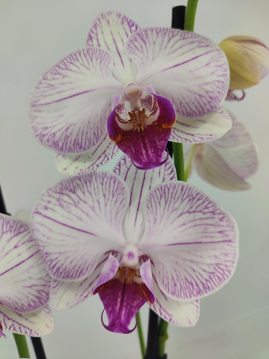 <h4>Limited 32 week 2</h4>