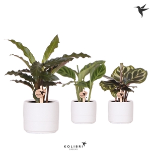 Kolibri Greens Calathea mix in Pastel pot white