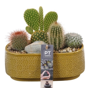 PTCT3860 Arrangementen Cactus