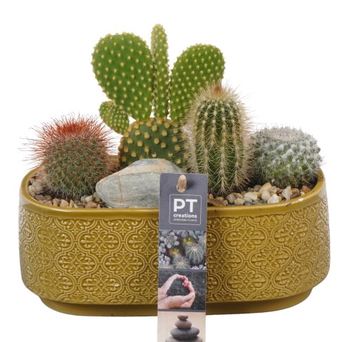 <h4>PTCT3860 Arrangementen Cactus</h4>