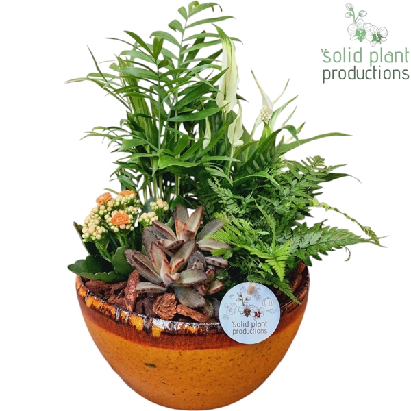 <h4>SC083 Olivia Orange 5PP Mix</h4>