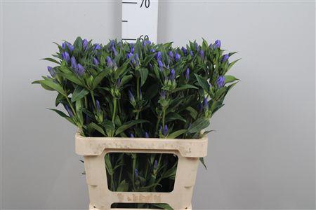 <h4>Genti Kagayaki</h4>