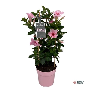 Mandevilla Sundaville Cream Pink