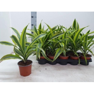 Dracaena frag. Lemon Lime