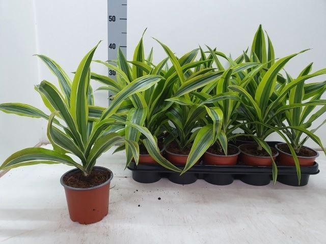 <h4>Dracaena frag. Lemon Lime</h4>