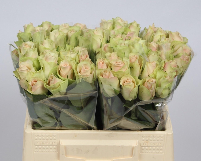 <h4>R GR LA BELLE</h4>