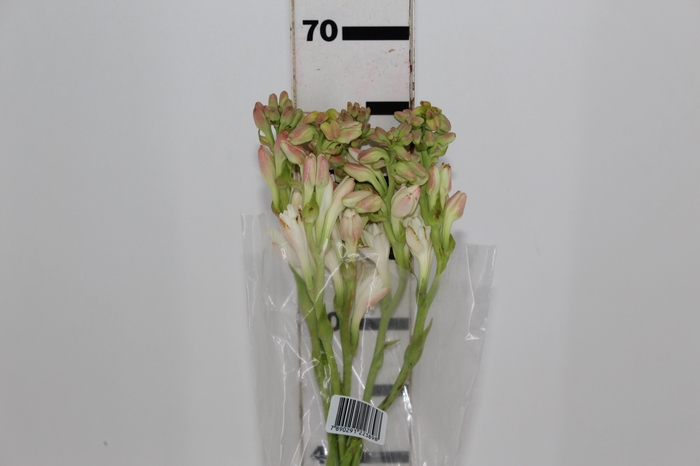 <h4>ANGELICA 070 CM</h4>